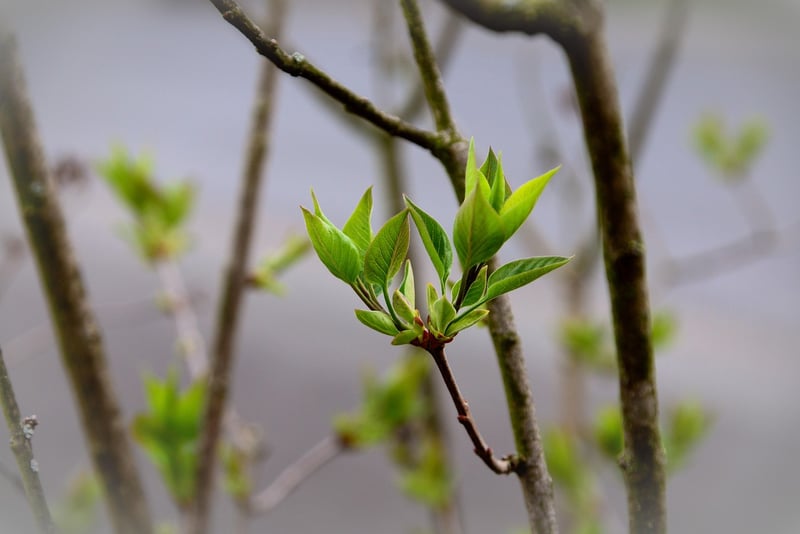 Antique Renewal